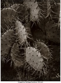 39032&colon; Ernest Knee &lpar;American&comma; 1907-1982&rpar; Untitled &lpar;Cact