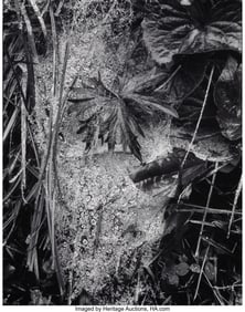 39034&colon; Paul Strand &lpar;American&comma; 1890-1976&rpar; Cobweb in Rain