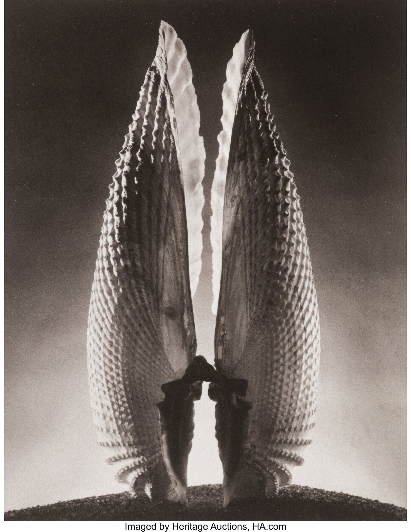 Ruth Bernhard (American, 1905-2006) Angel Wings: Ruth Bernhard (American, 1905-2006) Angel Wings (from the Gift of Commonplace Portfolio), 1943 Platinum print, printed later 7-1/2 x 5-3/4 inches (19