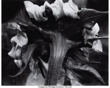 39041: Edward Steichen (American, 1879-1973) Sunflower,