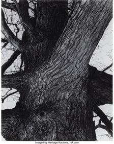 39042: Edward Steichen (American, 1879-1973) Venerable