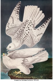 28138: After John James Audubon (American, 1785-1851) I