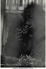 38053&colon; Garry Winogrand &lpar;American&comma; 1928-1984&rpar; At the Zoo