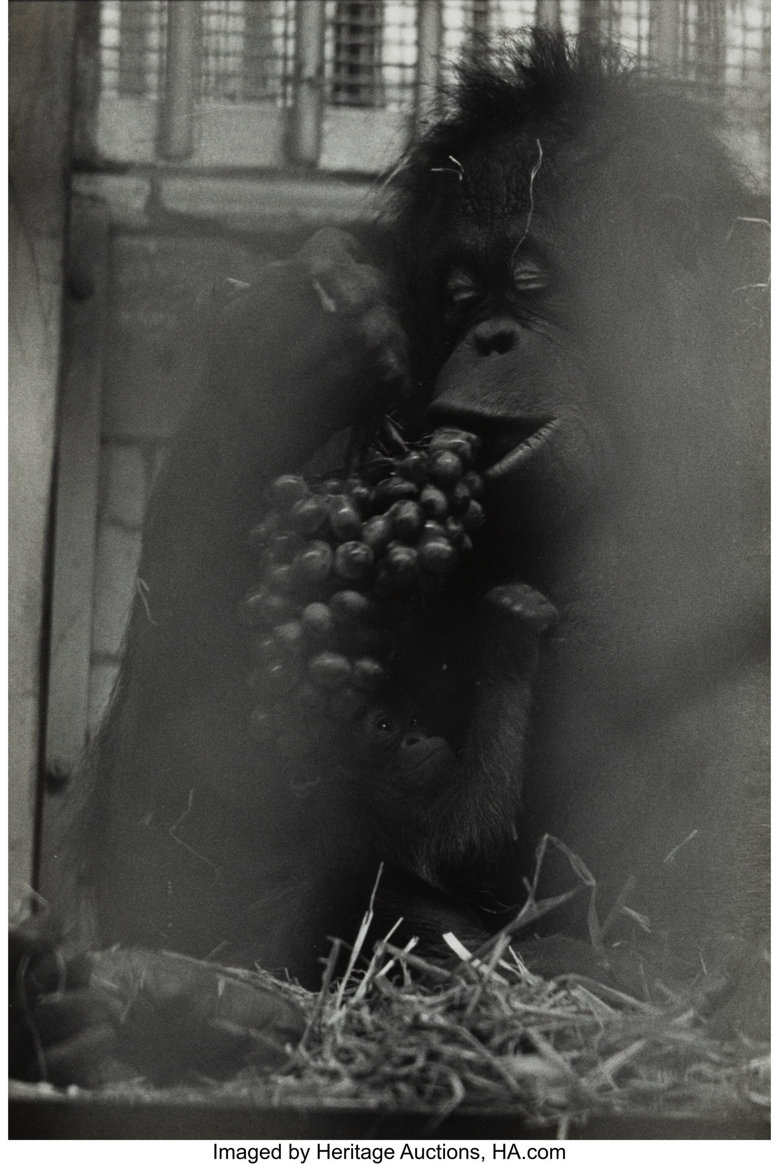 Garry Winogrand (American, 1928-1984) At the Zoo: Garry Winogrand (American, 1928-1984) At the Zoo, New York, 1962 Gelatin silver print 13 x 9 inches (33.0 x 22.9 cm) (image) 14 x 11 inche