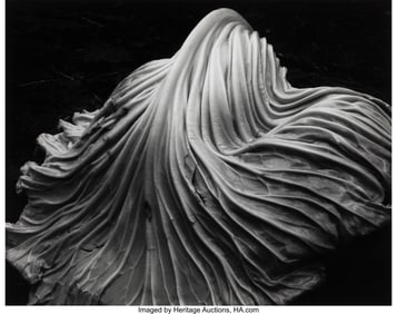 38069&colon; Edward Weston &lpar;American&comma; 1886-1958&rpar; Cabbage Leaf