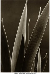 38088&colon; Tom Baril &lpar;American&comma; b&period; 1952&rpar; Untitled &lpar;Leaves&rpar;&comma;