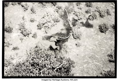 89288: "The End of the Game," Kenya's Tsavo National Pa