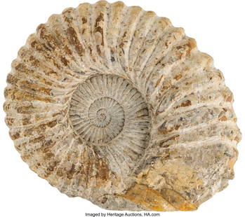 Star Trek: Nemesis (Paramount, 2002), Patrick St: Star Trek&colon; Nemesis &lpar;Paramount&comma; 2002&rpar;&comma; Patrick Stewart "Captain Jean-Luc Picard" Genuine Ammonite Fossil&period; Original Moroccan Ammonite fossil that displayed in Captain