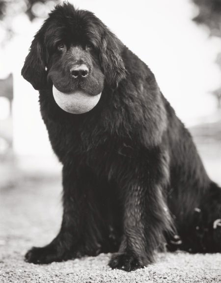 BRUCE WEBER (American, b. 1946) T-Bone and Ball,: BRUCE WEBER (American, b. 1946)T-Bone and Ball, California, from the Ge
