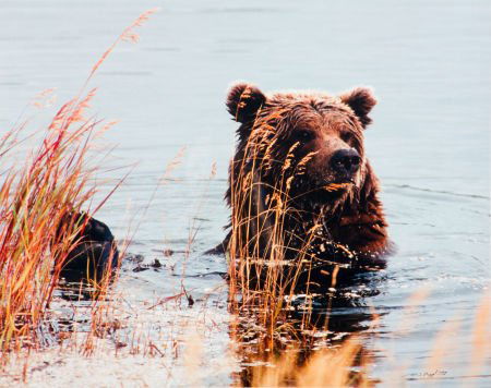 THOMAS D. MANGELSEN (American) Searching the Sha: THOMAS D. MANGELSEN (American)Searching the Shallows, Katmai National Park, Alaska<