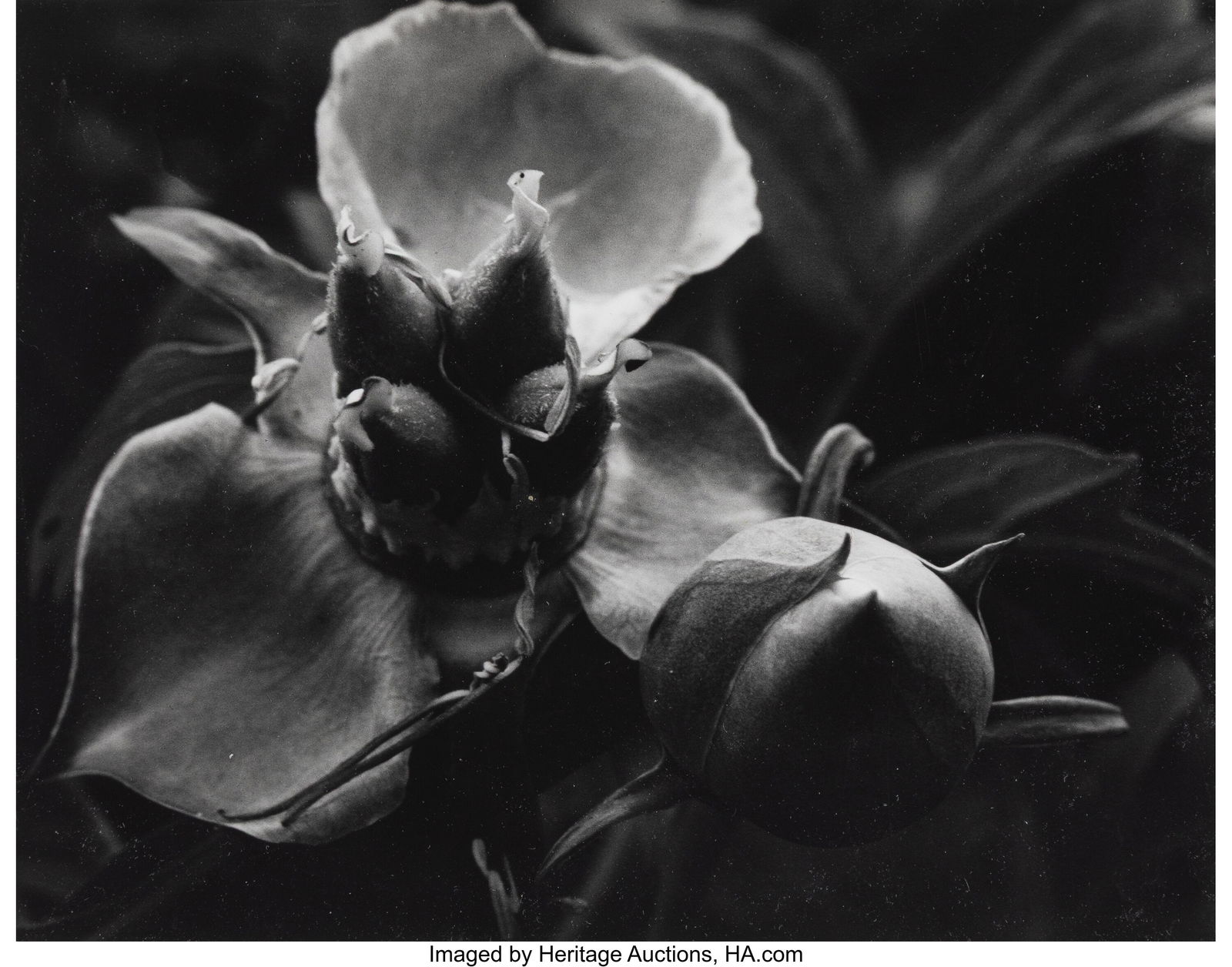 Minor White (American, 1908-1976) Tree Peony Car: Minor White (American, 1908-1976) Tree Peony Carpals, circa 1957 Gelatin silver print 7-1/8 x 9-1/4 inches (18.1 x 23.5 cm) (image/sheet&