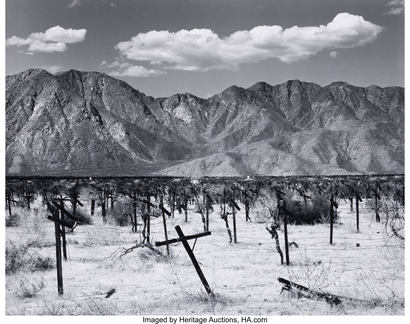 John Ward (American, b. 1943) Vineyard, Burrego: John Ward (American, b. 1943) Vineyard, Burrego Springs, California, 1979 Gelatin silver print, printed 1980 15-3/4 x 19-1/4 inches (40&peri