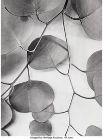 73002&colon; Alma Lavenson &lpar;American&comma; 1897-1989&rpar; Eucalyptus L