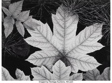 73003&colon; Ansel Adams &lpar;American&comma; 1902-1984&rpar; Leaf&comma; Glacier 
