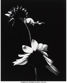 73024&colon; Paul Caponigro &lpar;American&comma; 1932-2024&rpar; Sunflower&comma; 