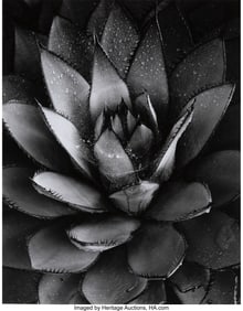 73025&colon; Brett Weston &lpar;American&comma; 1911-1993&rpar; Baja&comma; Califor