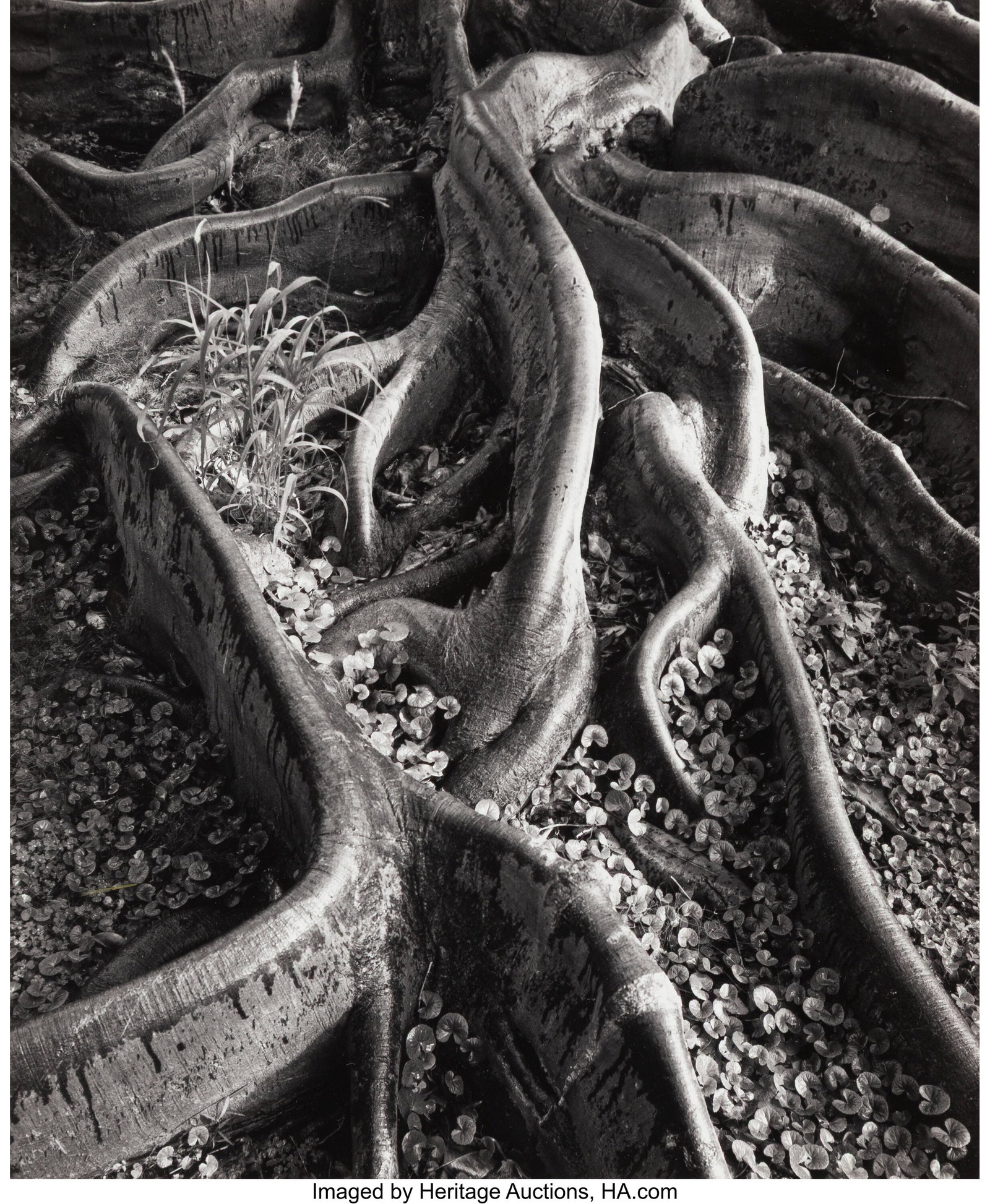 Ansel Adams (American, 1902-1984) Roots, Foster : Ansel Adams (American, 1902-1984) Roots, Foster Gardens, Honolulu (from Portfolio One), 1948 Gelatin silver print 7-1/2 x 6-1/8 inches (19&peri