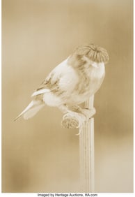 73508&colon; Carsten Höller &lpar;Belgian&comma; b&period; 1961&rpar; Canaries &lpar;com