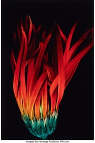 73471&colon; Ernst Haas &lpar;American&sol;Austrian&comma; 1921-1986&rpar; Flower