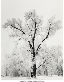39018&colon; Ansel Adams &lpar;American&comma; 1902-1984&rpar; Oaktree Snowst