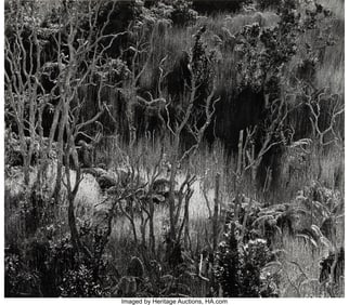 39021&colon; Brett Weston &lpar;American&comma; 1911-1993&rpar; Oasis&comma; Hawai'