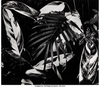 39060&colon; Brett Weston &lpar;American&comma; 1911-1993&rpar; Leaves&comma; Hawai