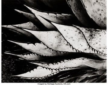 39061&colon; Brett Weston &lpar;American&comma; 1911-1993&rpar; Agave Leaves&comma;