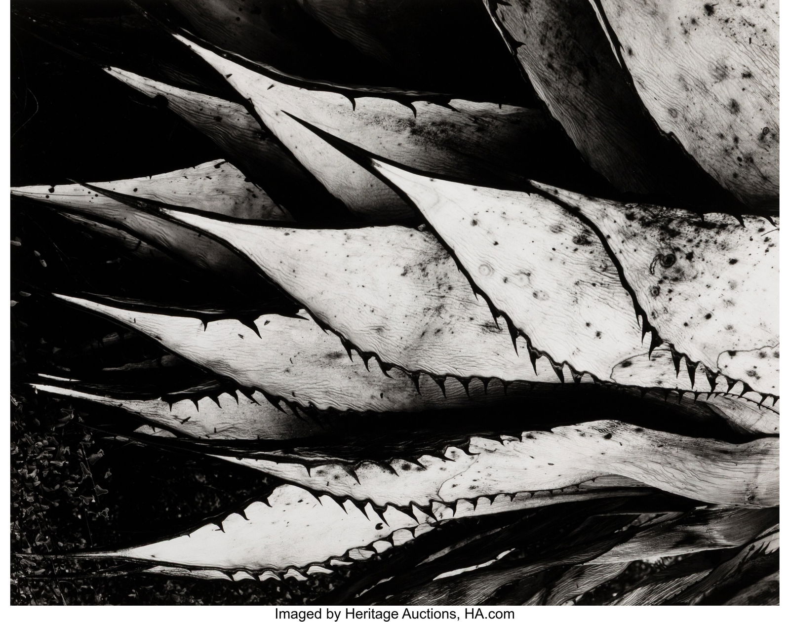 Brett Weston (American, 1911-1993) Agave Leaves,: Brett Weston (American, 1911-1993) Agave Leaves, 1967 Gelatin silver print 15 x 19 inches (38.1 x 48.3 cm) (image/sheet) Signed and dated in