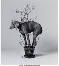 39181&colon; William Wegman &lpar;American&comma; b&period; 1943&rpar; Jasmine&comma; 1989