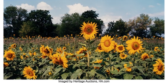 39188&colon; John Pfahl &lpar;American&comma; 1939-2020&rpar; Sunflower Field