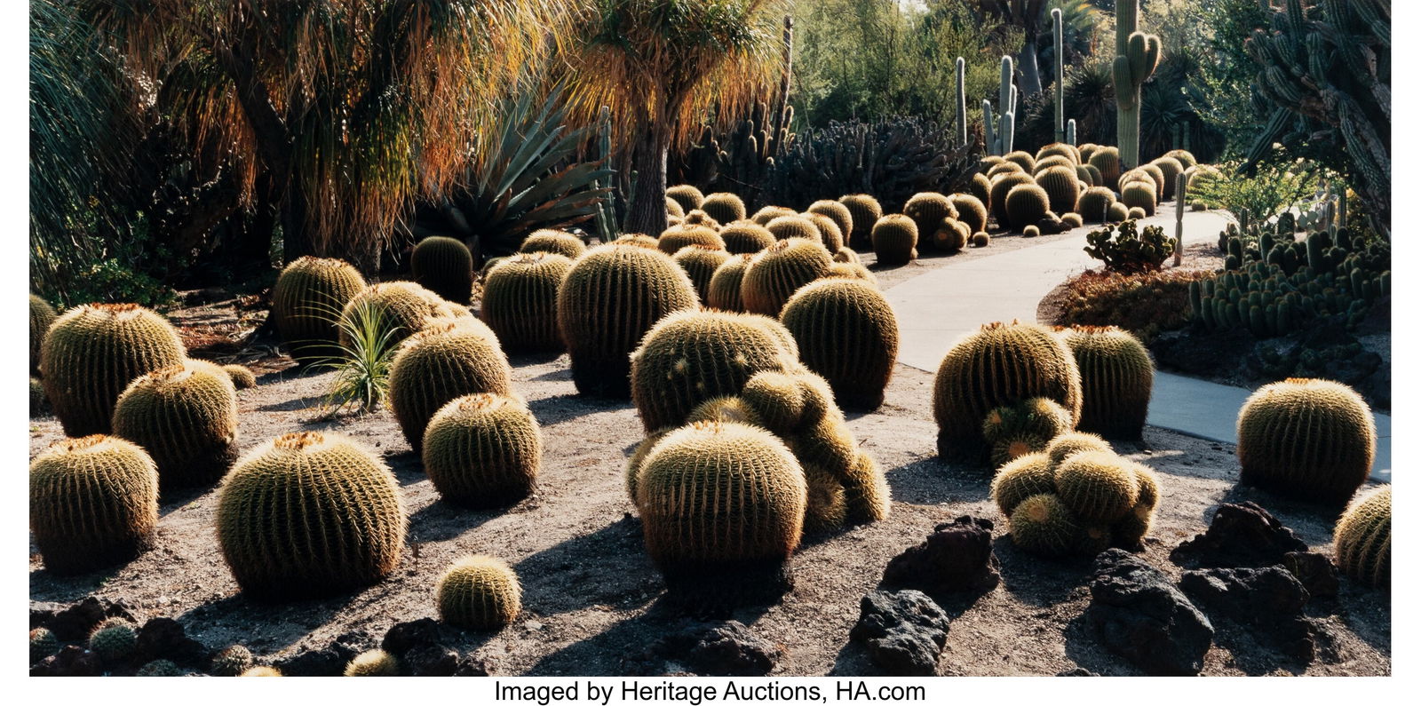 John Pfahl (American, 1939-2020) Golden Barrell: John Pfahl (American, 1939-2020) Golden Barrell Cacti Huntington Desert Garden San Marino, California, 2000 Dye coupler print on Kodak paper 11 x 22 inches (27.