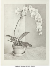 41102: Claudio Bravo (1936-2011) Orchid, 1994 Lithograp