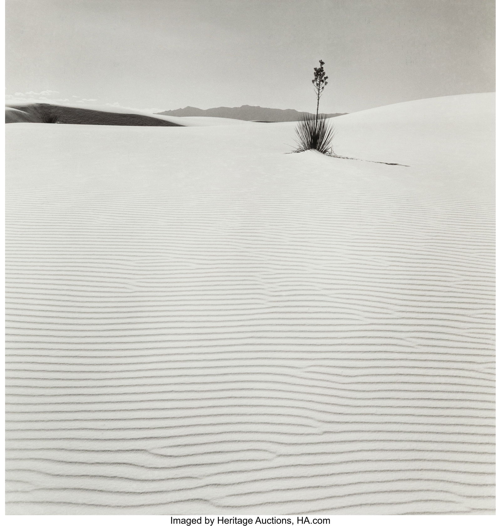 38001&colon; Fritz Henle &lpar;German&comma; 1909-1993&rpar; Freedom Yucca Pl