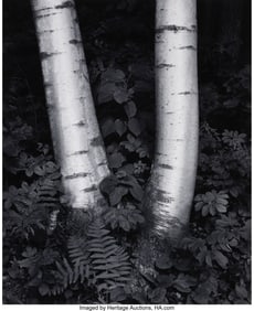 38006&colon; John Sexton &lpar;American&comma; b&period; 1953&rpar; Birch Trunks&comma; 19