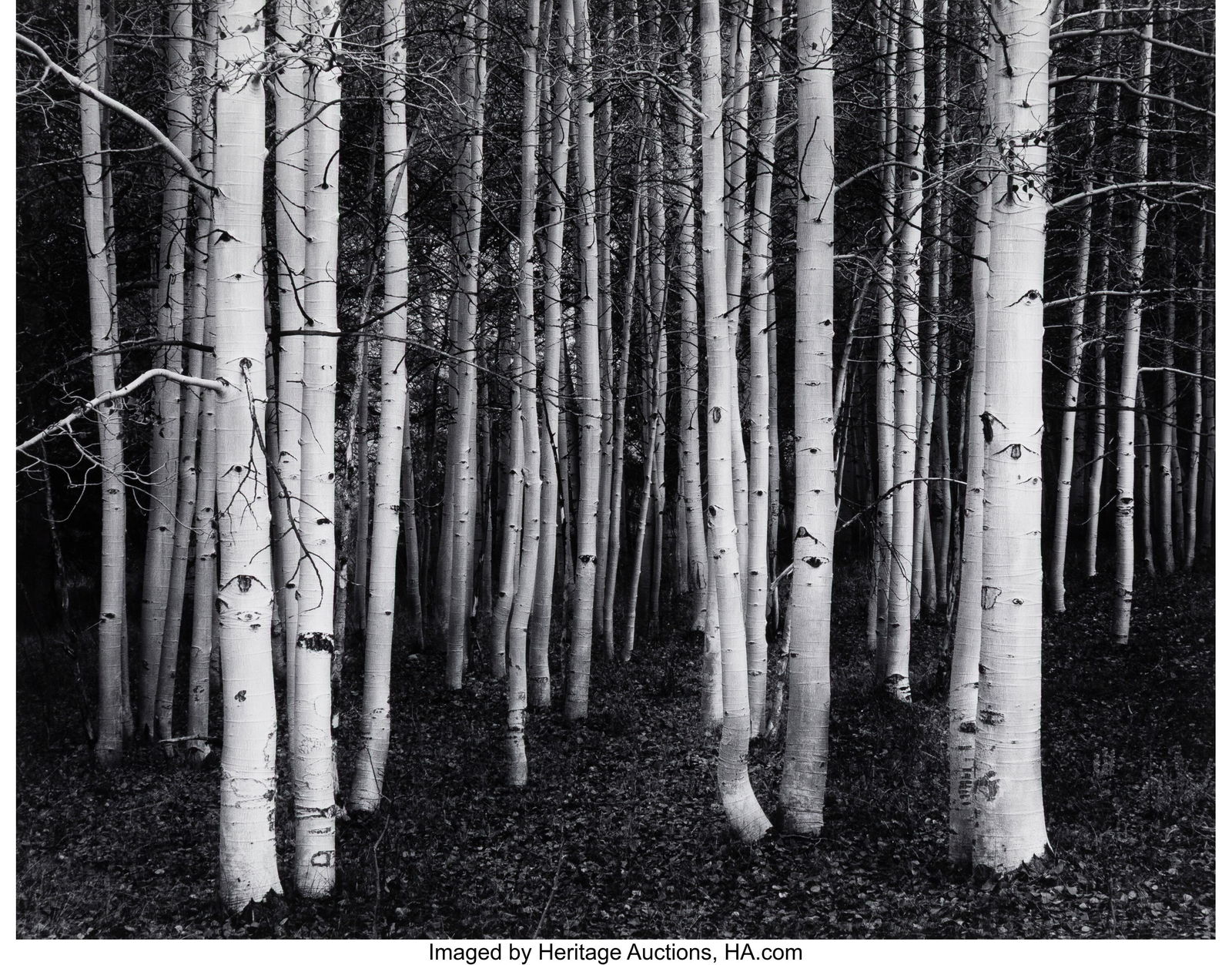 John Sexton (American, b. 1953) Aspen Dusk, Conw: John Sexton (American, b. 1953) Aspen Dusk, Conway Summit, California, 1978 Gelatin silver print, printed 1984 7 x 9-1/2 inches (17.8 x 2