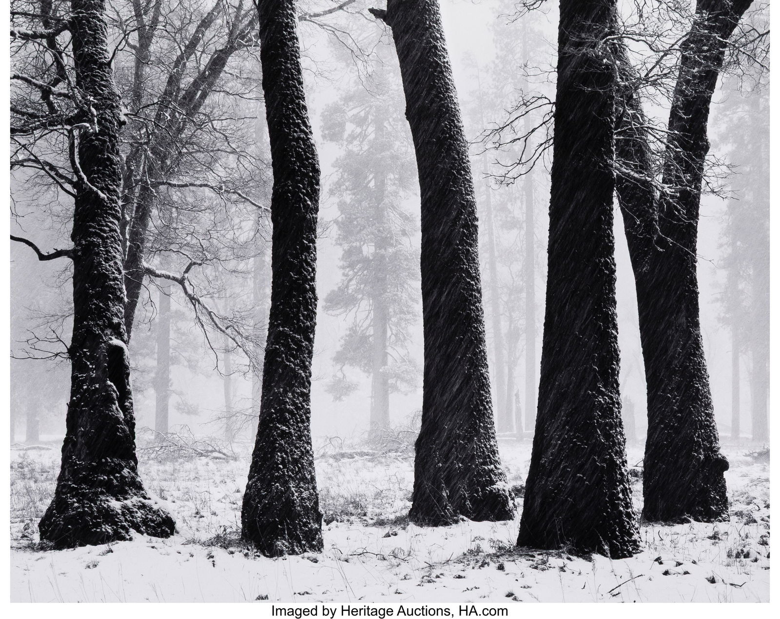 John Sexton (American, b. 1953) Trees, Blowing S: John Sexton (American, b. 1953) Trees, Blowing Snow, El Capitan Meadow, Yosemite Valley, California, 1982 Gelatin silver print, printed 1990