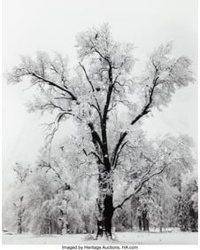 38012&colon; Ansel Adams &lpar;American&comma; 1902-1984&rpar; Oak Tree&comma; Snow