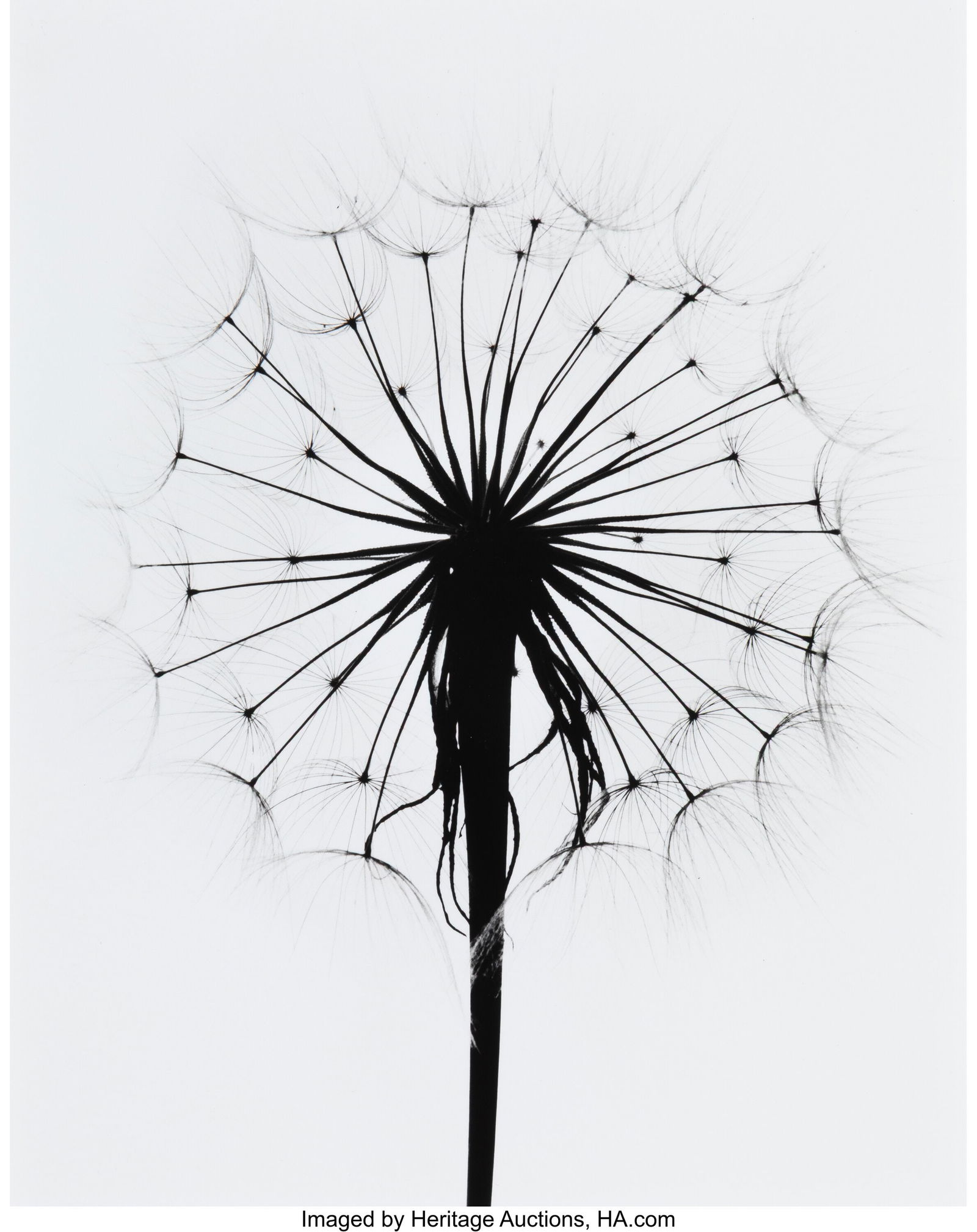 Paul Caponigro (American, 1932-2024) Scottish Th: Paul Caponigro (American, 1932-2024) Scottish Thistle, Rochester, New York, 1958 Gelatin silver print 10 x 8 inches (25.4 x 20.3 cm) (ima