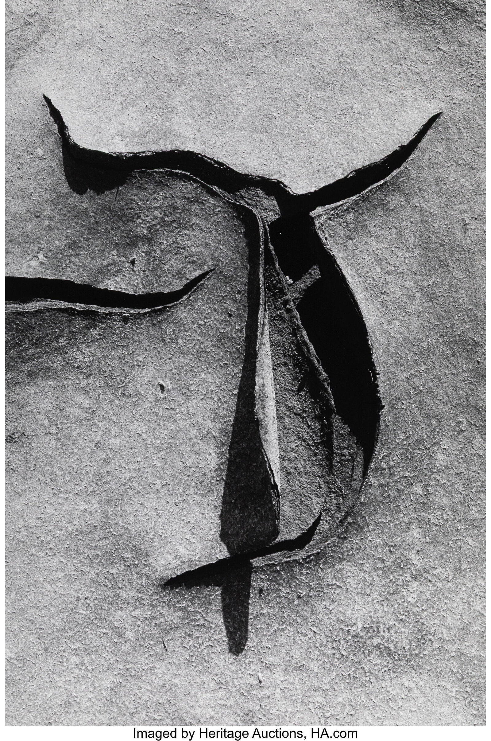 Lucien Clergue (French, 1934-2014) Camargue, 198: Lucien Clergue (French, 1934-2014) Camargue, 1985 Gelatin silver print, printed 1986 14-3/4 x 9-3/4 inches (37.5 x 24.8 cm) (image&rpar