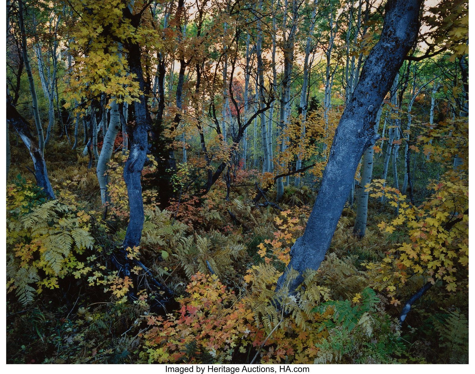 Robert Glenn Ketchum (American, b. 1947) Cosmic: Robert Glenn Ketchum (American, b. 1947) Cosmic Trees, 1988 Dye bleach print 10-1/2 x 13 inches (26.7 x 33.0 cm) (image) 12 x 16 inch