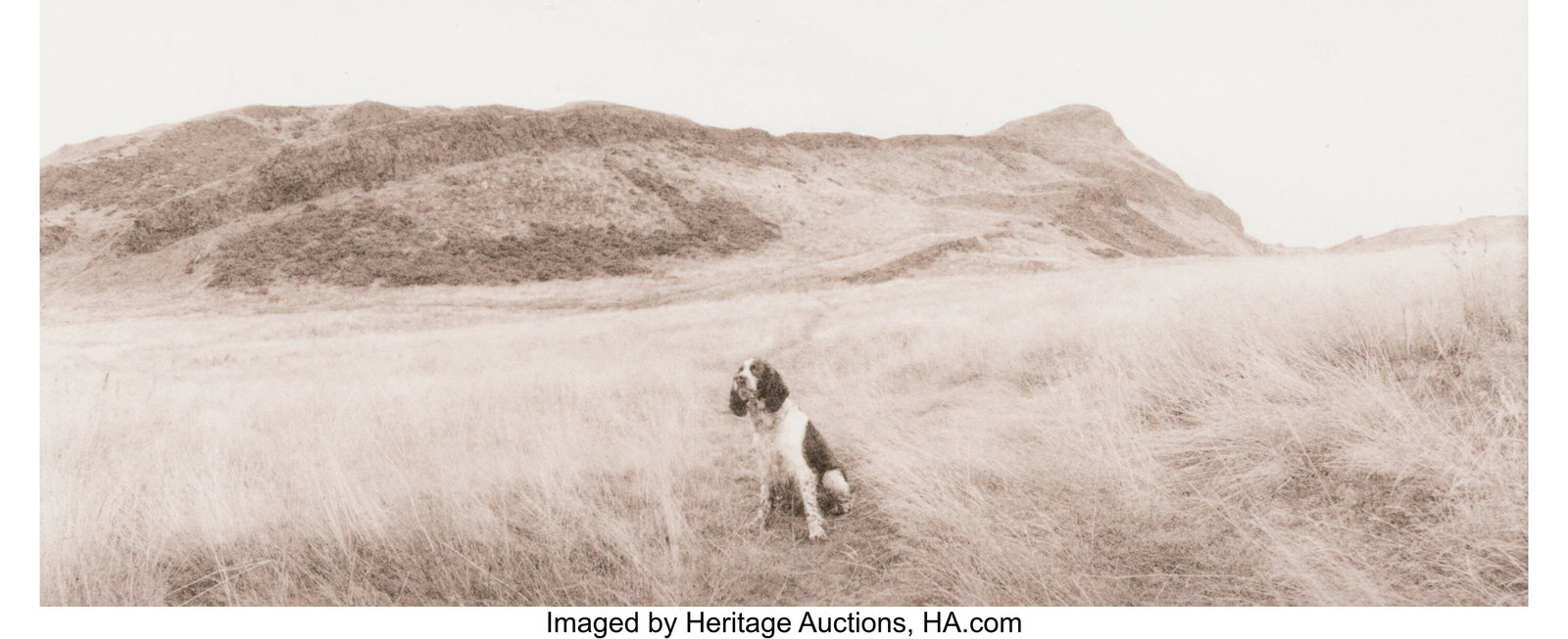 Allan Janus (American, b. 1951) Group of 14 phot: Allan Janus (American, b. 1951) Group of 14 photographs of Dogs, 1983-1992 Gelatin silver prints, some printed later 5 x 3-1/2 inches (12.7 x 8&perio