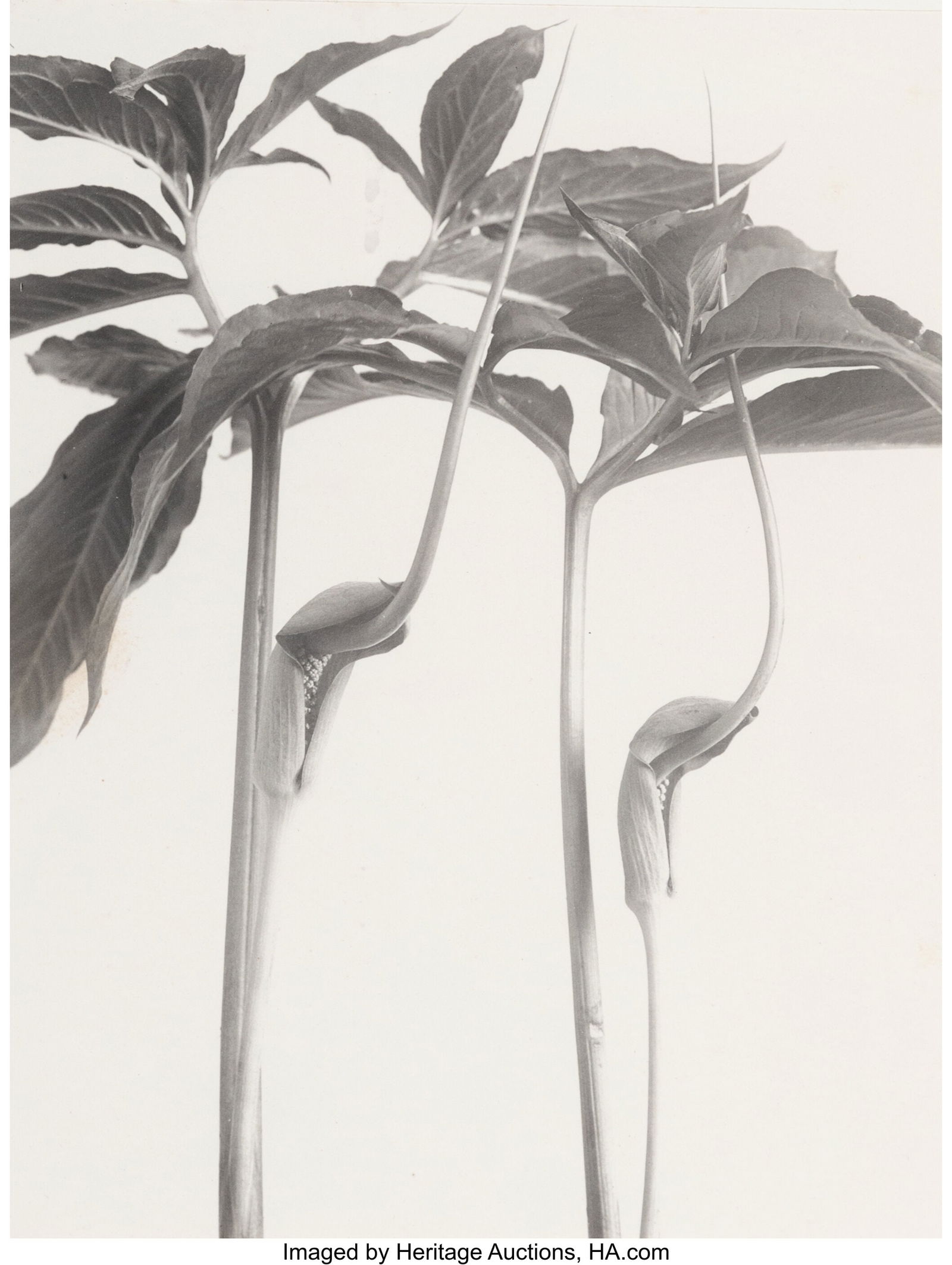 Edwin Hale Lincoln (American, 1848-1938) Arisema: Edwin Hale Lincoln (American, 1848-1938) Arisema Dracontium; Green Dragon Root, 1914 Platinum print 10 x 8 inches (25.4 x 20.3 cm) (image/sh
