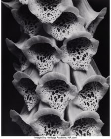39091&colon; Edward Steichen &lpar;American&comma; 1879-1973&rpar; Foxgloves&comma;