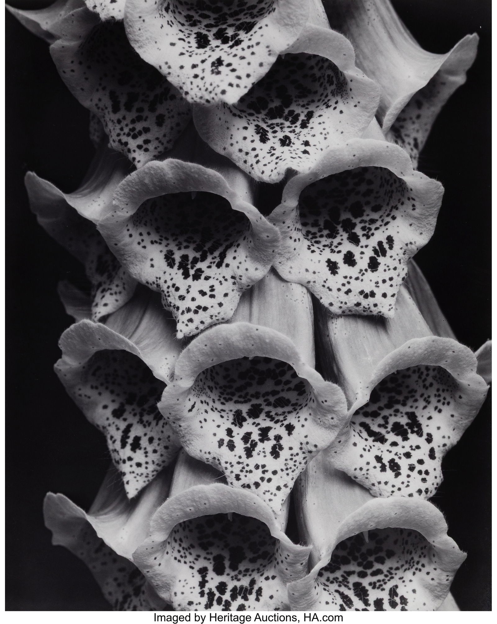 Edward Steichen (American, 1879-1973) Foxgloves,: Edward Steichen (American, 1879-1973) Foxgloves, 1926 Gelatin silver print, printed 1981-1982 by George Tice under the supervision of Joanna Steichen 13 x 10-3/8 inches