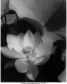 39092&colon; Edward Steichen &lpar;American&comma; 1879-1973&rpar; Lotus&comma; Mou