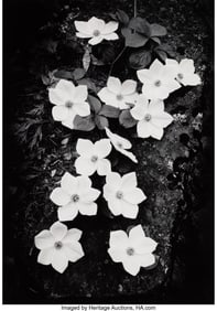 39093&colon; Ansel Adams &lpar;American&comma; 1902-1984&rpar; Dogwood&comma; Yosem