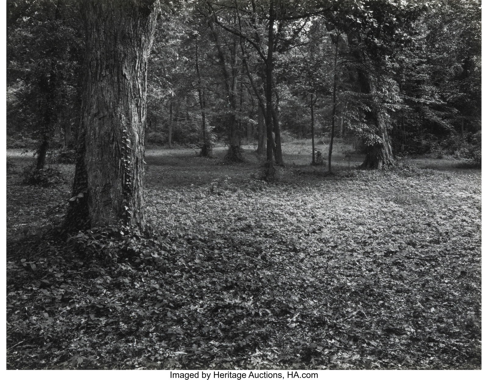 David Allison (American, 20th Century) Untitled: David Allison (American, 20th Century) Untitled (Forrest Foliage), 1977 Gelatin silver print 7-1/4 x 9-1/2 inches (18.4 x 24.1 cm) &lpar