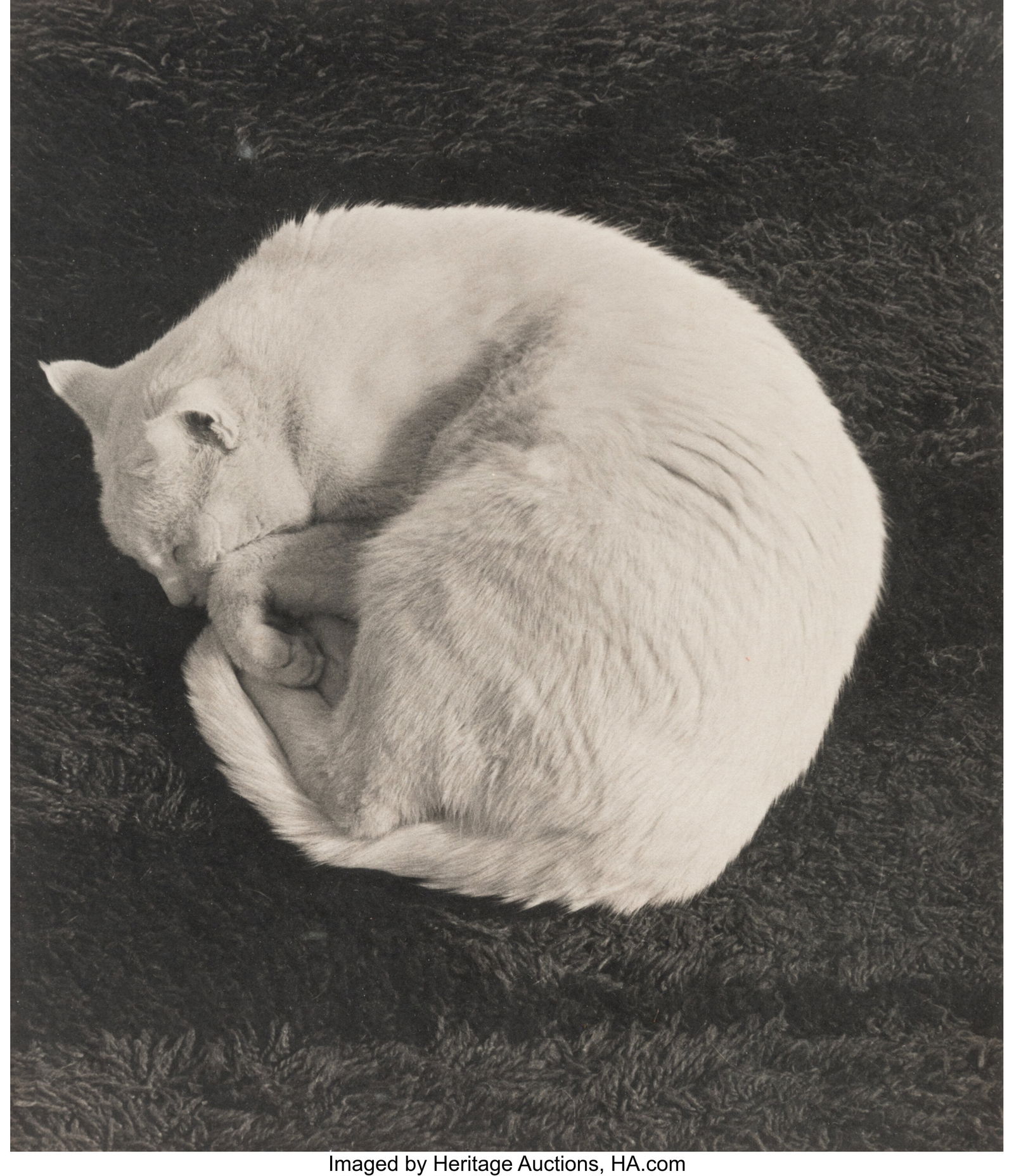Brian Lav (American, 20th Century) White Cat, 19: Brian Lav (American, 20th Century) White Cat, 1978 Platinum print 8-1/4 x 7-1/4 inches (21.0 x 18.4 cm) (image/sheet) Signed and dat