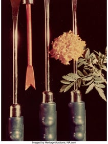 36261: Joel C. Freid (German, b. 1946) Weeders, 1978 Dy