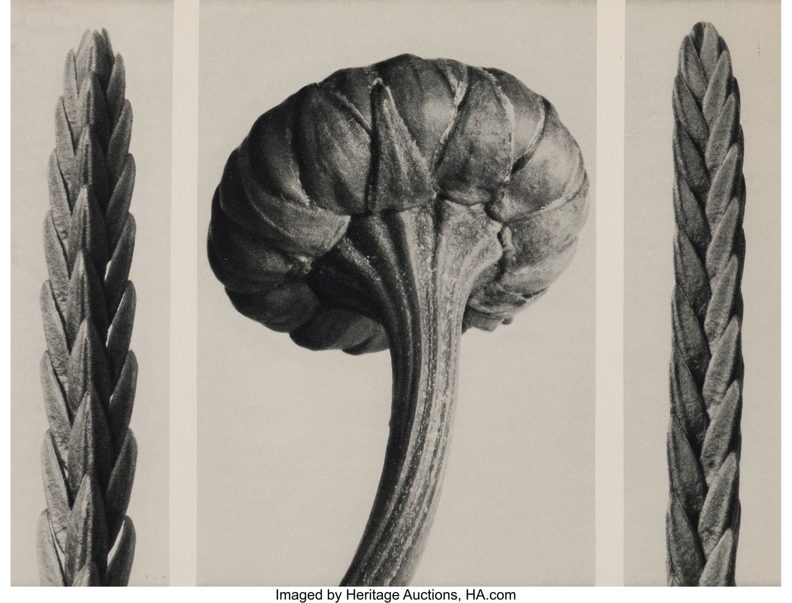 Karl Blossfeldt (German, 1865-1932) Group of 10 (1 of 10)